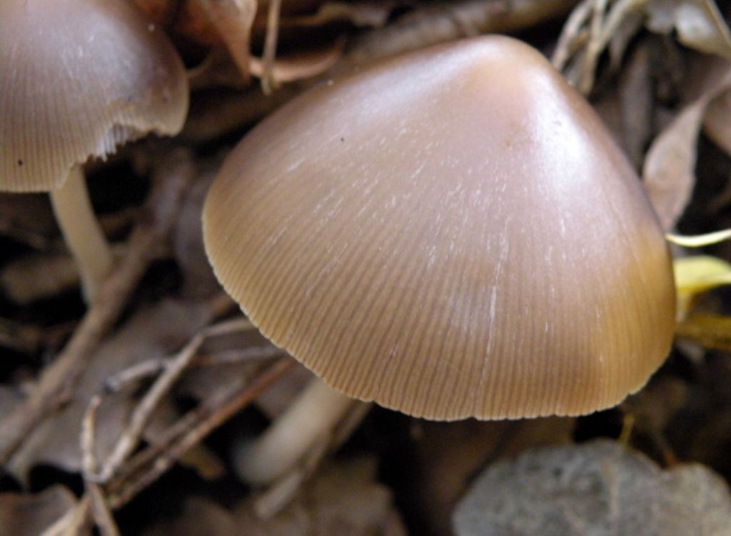 Psathyrella conopilus dubbia